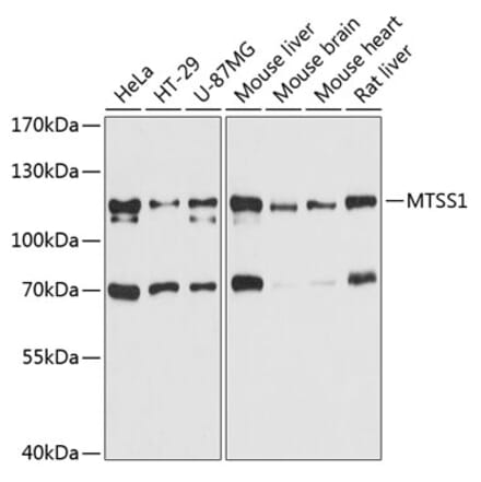 Western Blot - Anti-MIM Antibody (A80869) - Antibodies.com