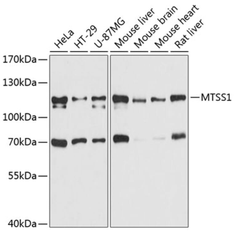 Western Blot - Anti-MIM Antibody (A80869) - Antibodies.com