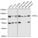 Western Blot - Anti-MIM Antibody (A80869) - Antibodies.com