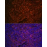 Immunofluorescence - Anti-P2X5 Antibody (A80873) - Antibodies.com