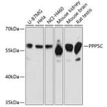 Western Blot - Anti-PP-T Antibody (A80875) - Antibodies.com