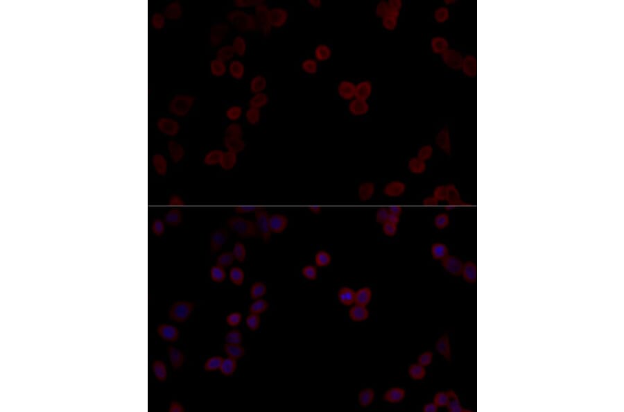 Immunofluorescence - Anti-PP-T Antibody (A80875) - Antibodies.com