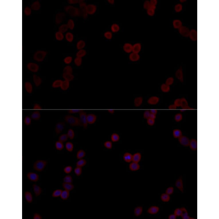 Immunofluorescence - Anti-PP-T Antibody (A80875) - Antibodies.com