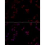 Immunofluorescence - Anti-PP-T Antibody (A80875) - Antibodies.com