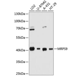 Western Blot - Anti-MRPS9 Antibody (A80881) - Antibodies.com