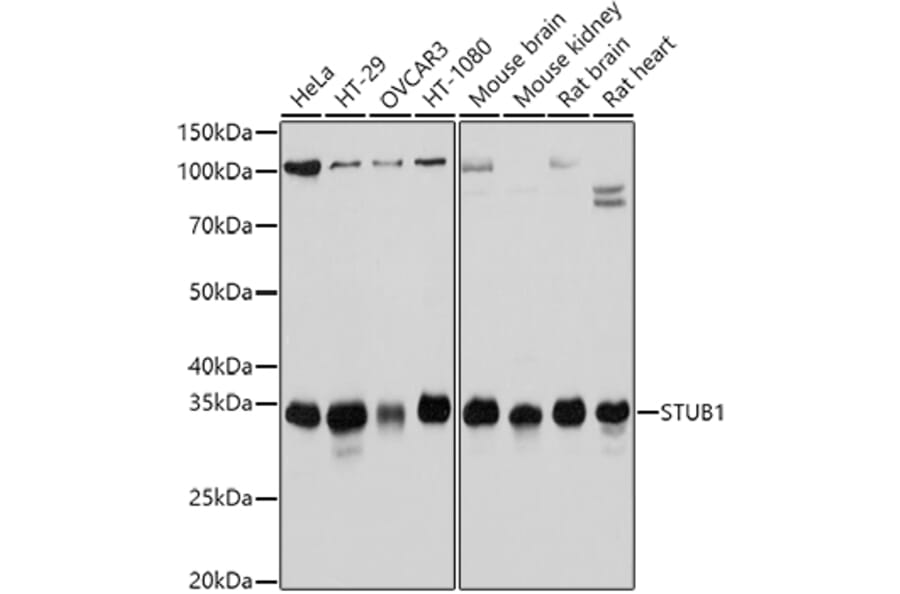 Western Blot - Anti-STUB1/CHIP Antibody (A80884) - Antibodies.com