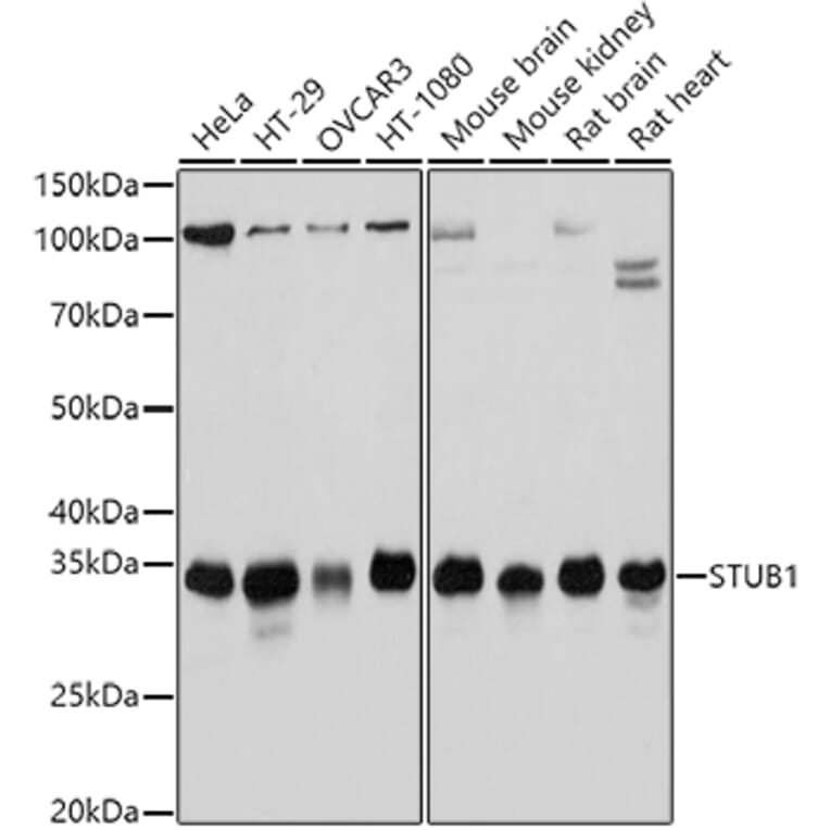 Western Blot - Anti-STUB1/CHIP Antibody (A80884) - Antibodies.com