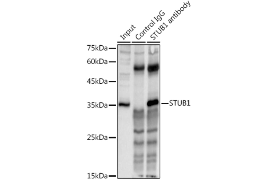 Western Blot - Anti-STUB1/CHIP Antibody (A80884) - Antibodies.com