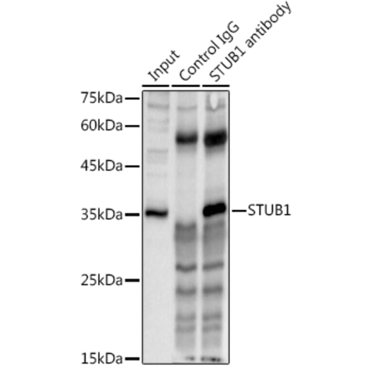Western Blot - Anti-STUB1/CHIP Antibody (A80884) - Antibodies.com