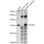 Western Blot - Anti-STUB1/CHIP Antibody (A80884) - Antibodies.com