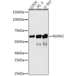 Western Blot - Anti-RUNX2 Antibody [ARC0362] (A80885) - Antibodies.com