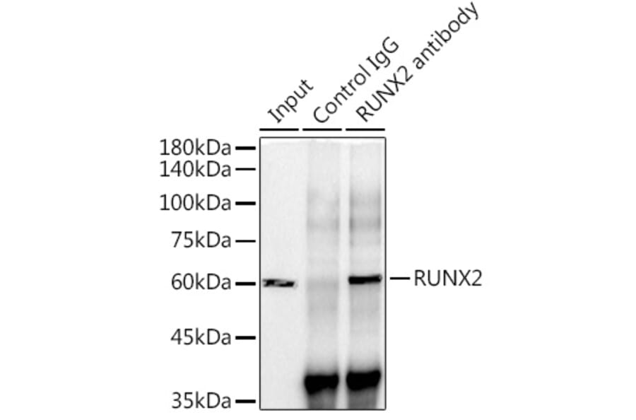 Western Blot - Anti-RUNX2 Antibody [ARC0362] (A80885) - Antibodies.com