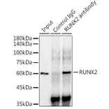 Western Blot - Anti-RUNX2 Antibody [ARC0362] (A80885) - Antibodies.com