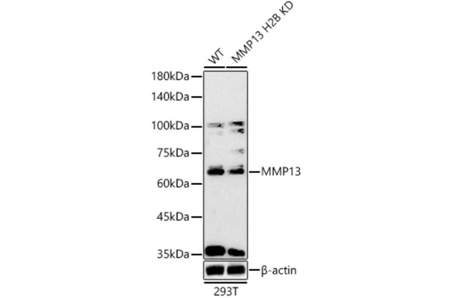 Western Blot - Anti-MMP13 Antibody (A80887) - Antibodies.com