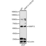 Western Blot - Anti-MMP13 Antibody (A80887) - Antibodies.com