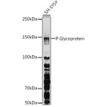 Western Blot - Anti-P Glycoprotein Antibody (A80889) - Antibodies.com