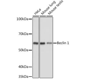 Western Blot - Anti-Beclin 1 Antibody (A80890) - Antibodies.com
