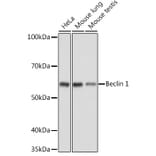 Western Blot - Anti-Beclin 1 Antibody (A80890) - Antibodies.com