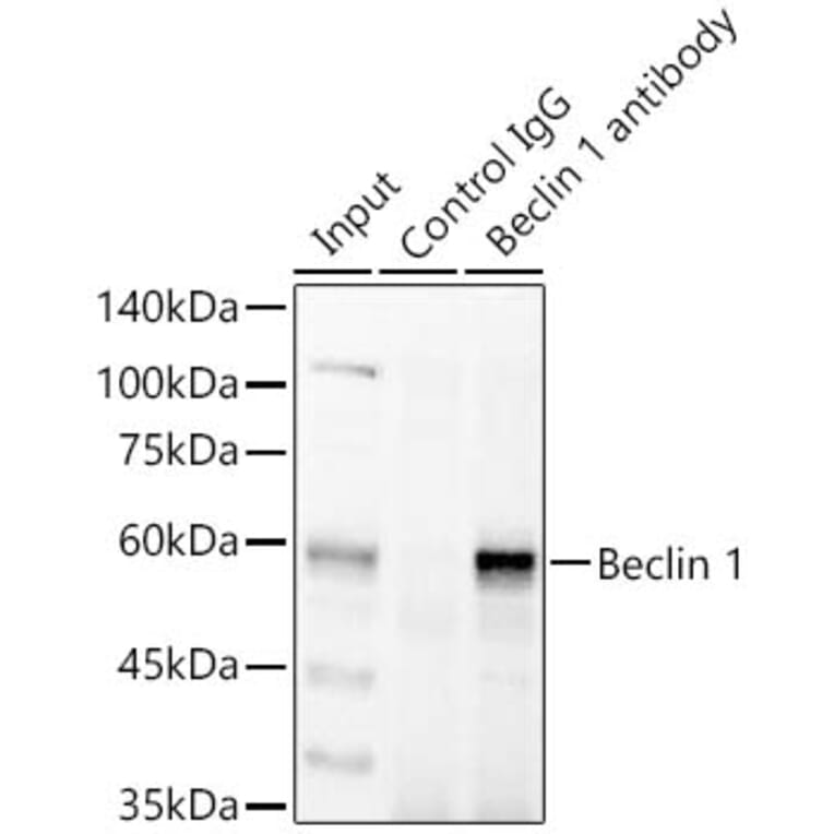Western Blot - Anti-Beclin 1 Antibody (A80890) - Antibodies.com