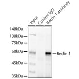 Western Blot - Anti-Beclin 1 Antibody (A80890) - Antibodies.com