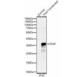 Western Blot - Anti-SNAIL Antibody (A80897) - Antibodies.com