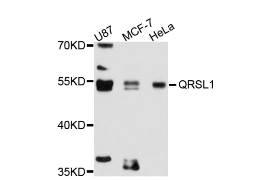 Western Blot - Anti-QRSL1 Antibody (A11820) - Antibodies.com