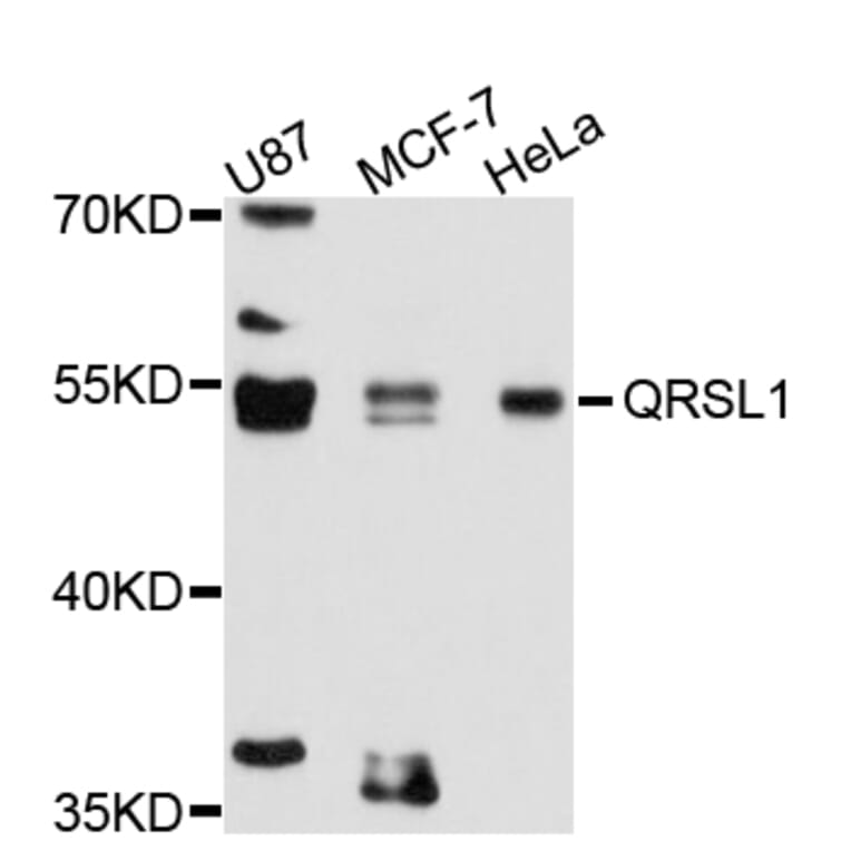 Western Blot - Anti-QRSL1 Antibody (A11820) - Antibodies.com
