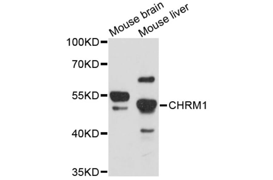 Western Blot - Anti-CHRM1 Antibody (A11829) - Antibodies.com