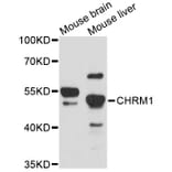 Western Blot - Anti-CHRM1 Antibody (A11829) - Antibodies.com