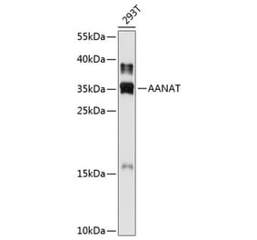 Western Blot - Anti-AANAT Antibody (A80908) - Antibodies.com