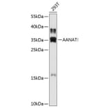 Western Blot - Anti-AANAT Antibody (A80908) - Antibodies.com