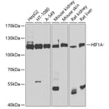 Western Blot - Anti-HIF1A Antibody (A11945) - Antibodies.com
