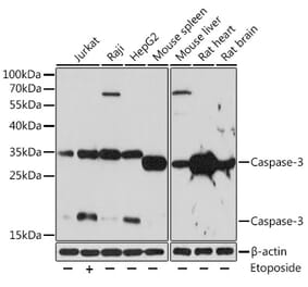 Western Blot - Anti-Caspase-3 Antibody (A80913) - Antibodies.com