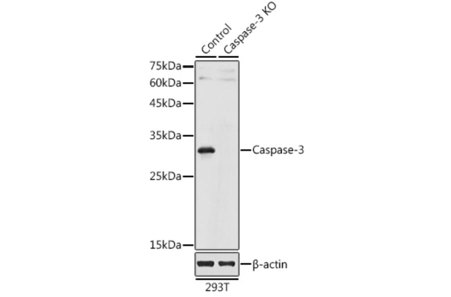 Western Blot - Anti-Caspase-3 Antibody (A80913) - Antibodies.com