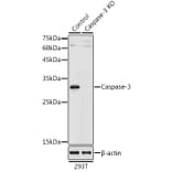 Western Blot - Anti-Caspase-3 Antibody (A80913) - Antibodies.com
