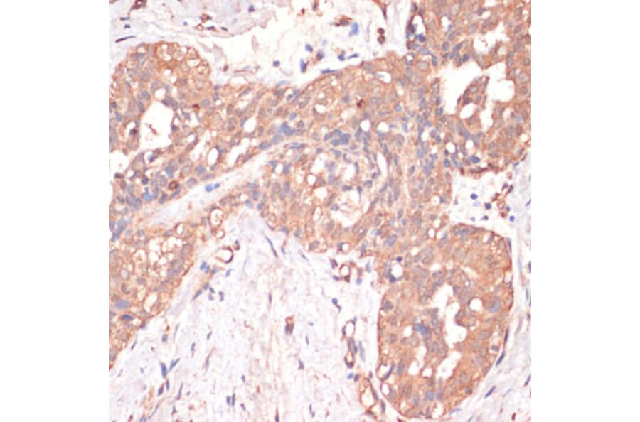 Immunohistochemistry - Anti-Caspase-3 Antibody (A80913) - Antibodies.com