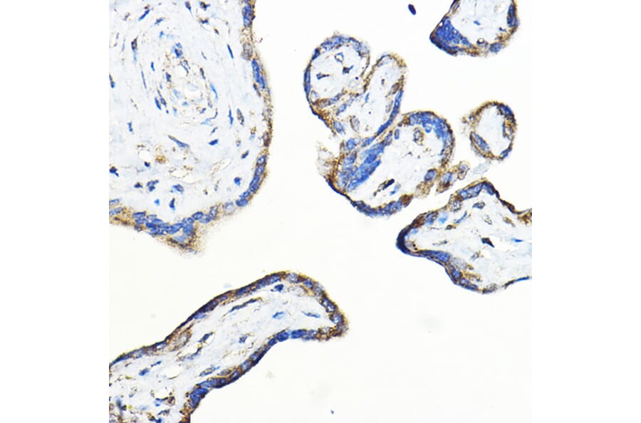 Immunohistochemistry - Anti-LNPEP Antibody (A80914) - Antibodies.com