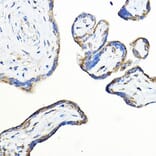 Immunohistochemistry - Anti-LNPEP Antibody (A80914) - Antibodies.com