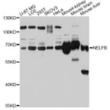 Western Blot - Anti-NELFB Antibody (A12023) - Antibodies.com