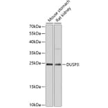 Western Blot - Anti-DUSP3 Antibody (A80926) - Antibodies.com