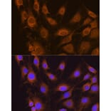 Immunofluorescence - Anti-SEL1L Antibody (A80927) - Antibodies.com