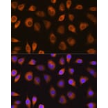 Immunofluorescence - Anti-SEL1L Antibody (A80927) - Antibodies.com