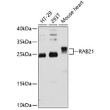 Western Blot - Anti-RAB21 Antibody (A80929) - Antibodies.com