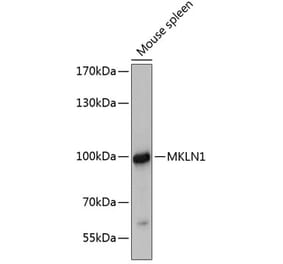 Western Blot - Anti-Mkln1 Antibody (A80931) - Antibodies.com