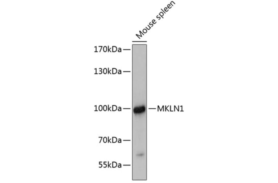 Western Blot - Anti-Mkln1 Antibody (A80931) - Antibodies.com