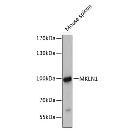 Western Blot - Anti-Mkln1 Antibody (A80931) - Antibodies.com