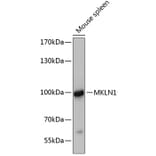 Western Blot - Anti-Mkln1 Antibody (A80931) - Antibodies.com