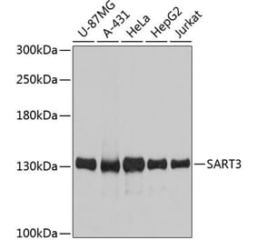 Western Blot - Anti-SART3 Antibody (A80933) - Antibodies.com