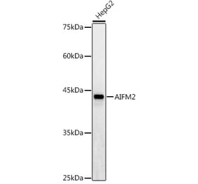 Western Blot - Anti-AMID Antibody (A80936) - Antibodies.com