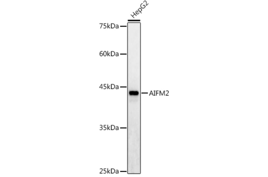 Western Blot - Anti-AMID Antibody (A80936) - Antibodies.com